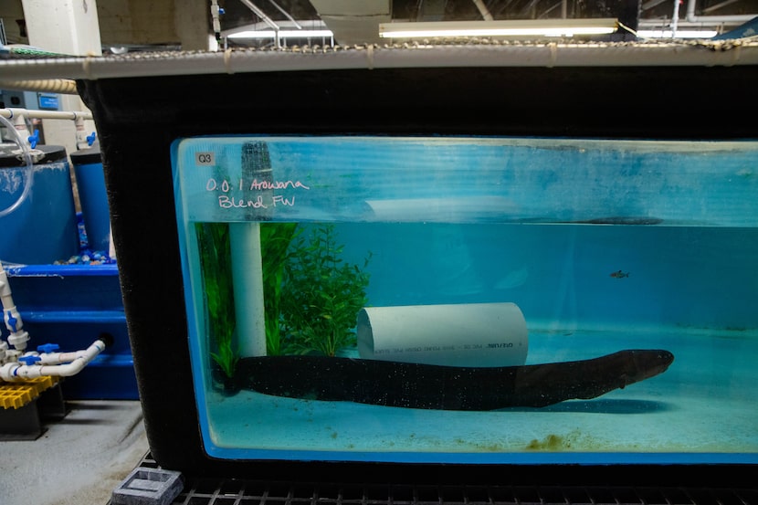 An electric eel that has been treated with a series of enemas after it swallowed a rock sits...