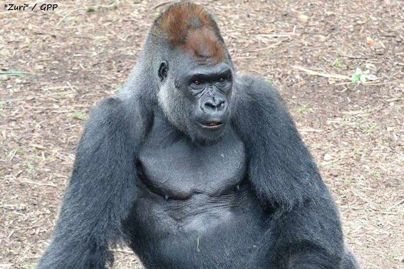 Zuri, a 34-year-old, 400-pound silverback gorilla and the father of 10, has died in his home...