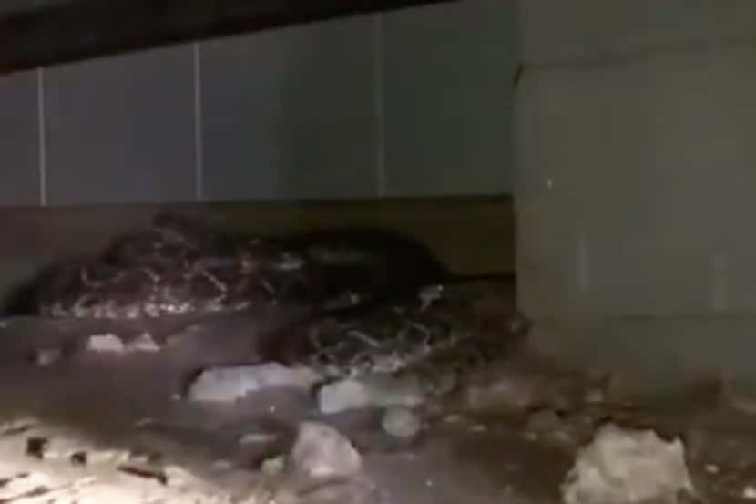 Hallan 45 serpientes debajo de una casa de West Texas. FACEBOOK
