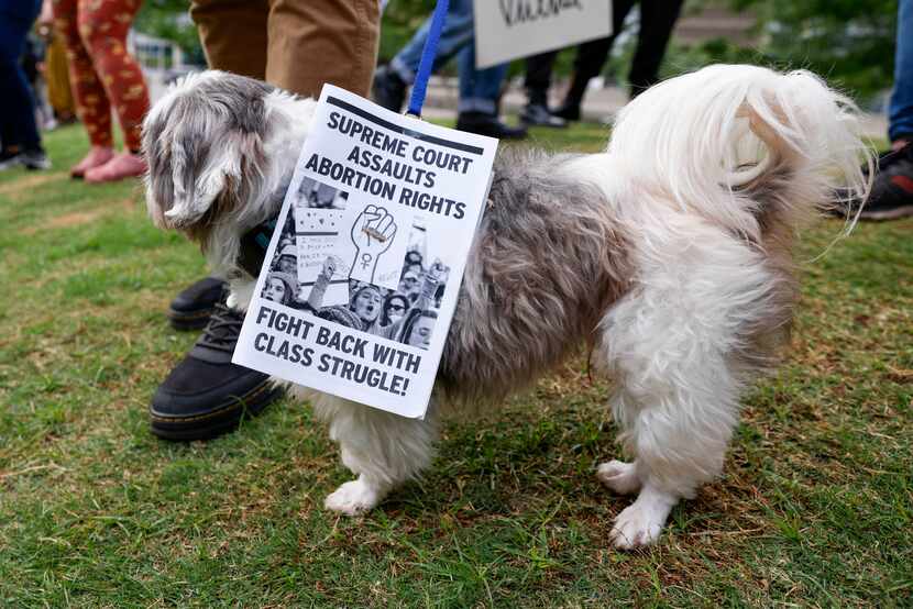 Gage Tijerina’s dog, Bandit, wore a small sign in support of abortion rights during a rally...