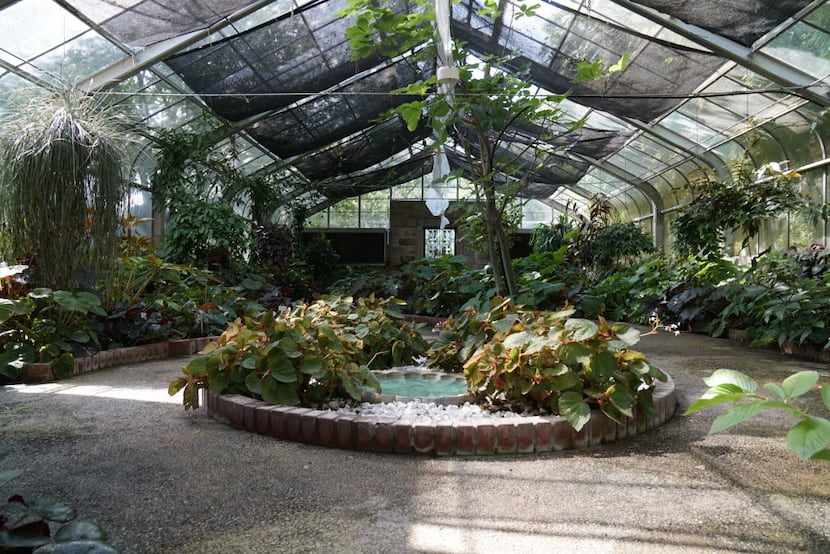There are over 350 different species of Begonias at the Botanical Gardens in Fort Worth.