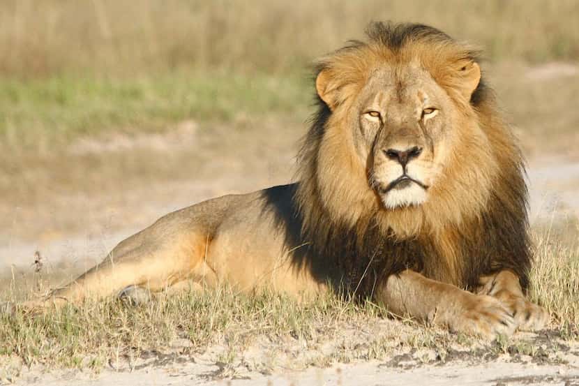 
Cecil and his black mane were well-known to those who visited the Hwange National Park in...