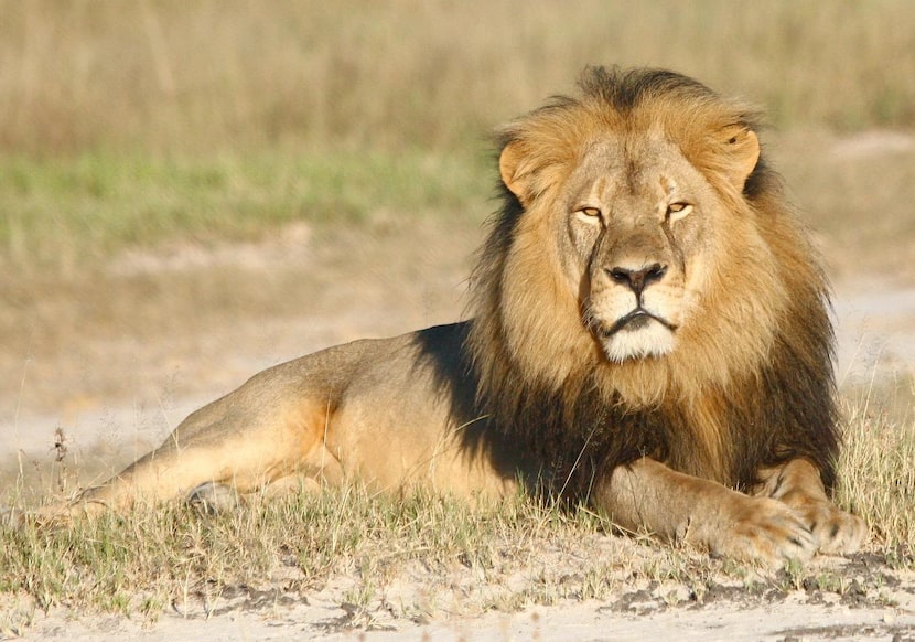 
Cecil and his black mane were well-known to those who visited the Hwange National Park in...