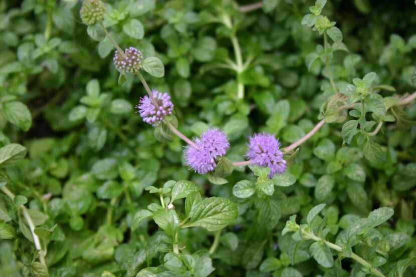 
The herb pennyroyal can be used as a groundcover in garden beds.

