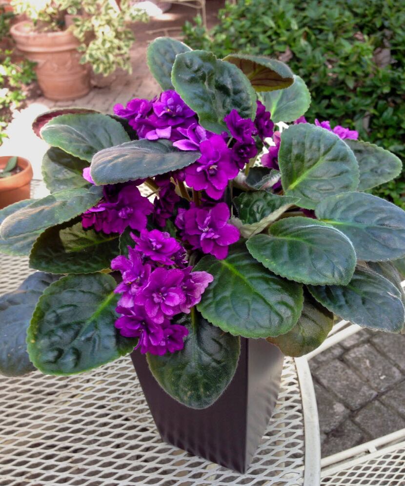 Try orange oil on the pot of your African violet to keep cats away.