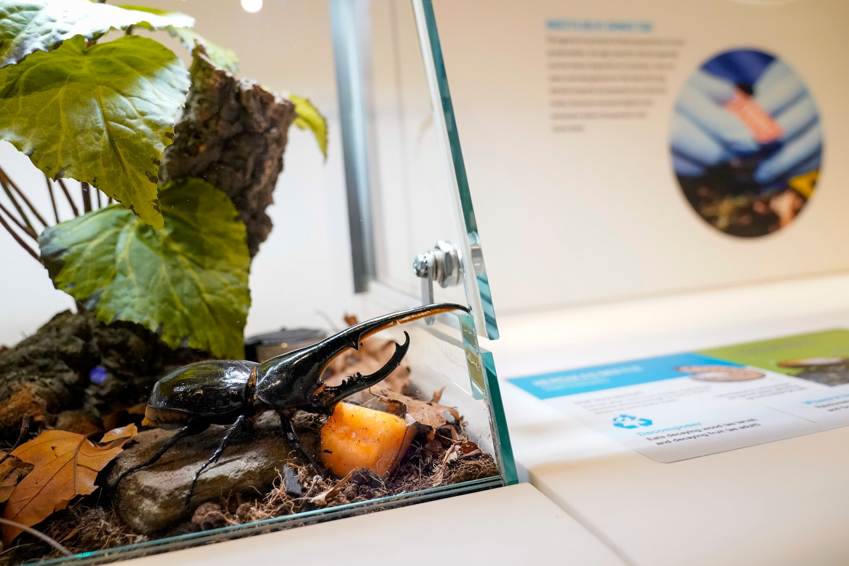 A live Hercules beetle is on display during a media preview of the Richard Gilder Center for...