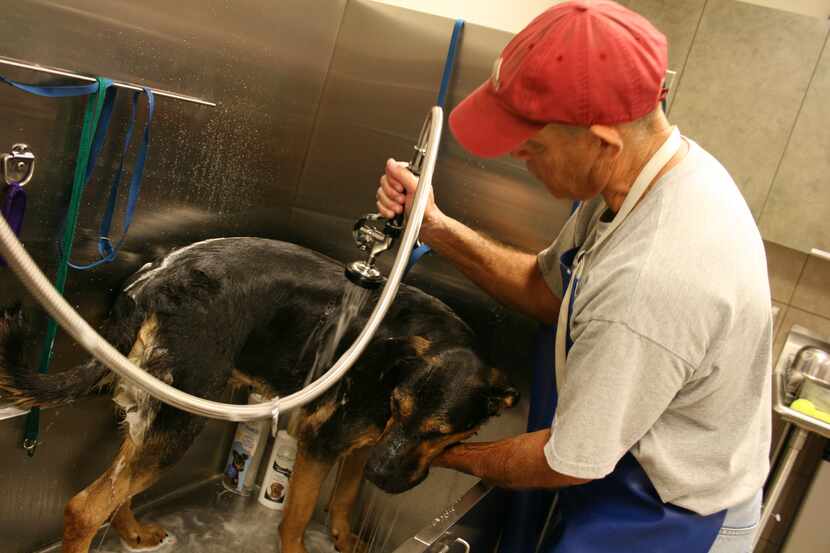 The Farmers Branch Animal Adoption Center announced that it is at capacity and has lowered...