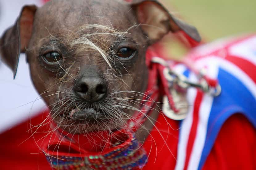 SweePee, la perrita que ganó el título del “Perro Más Feo del Mundo”
