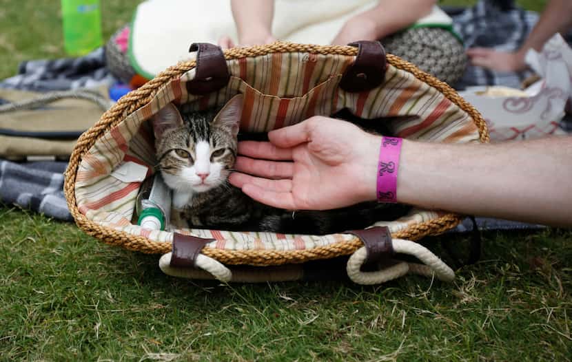 Six-month-old Schrodinger peeks out of a basket at "Take Meow to the Ballgame," a day where...