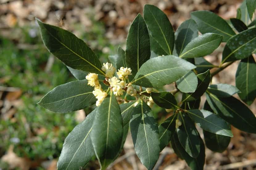 Laurus nobilis, known as bay, laurel bay or sweet bay, is easy to grow as a...