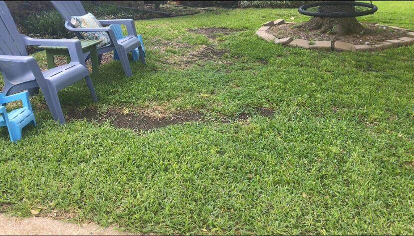 There are a variety of reasons why St. Augustine grass develops dead spots. It pays to learn...