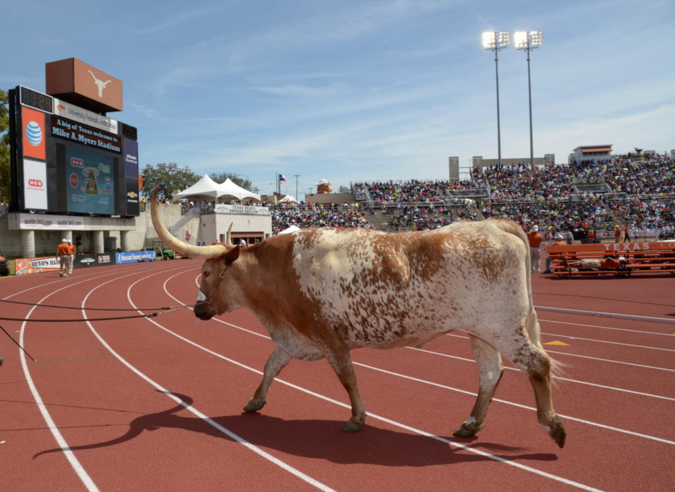 Mar 29, 2014; Austin, TX, USA; Texas Longhorns mascot Bevo crosses the track at the 87th...