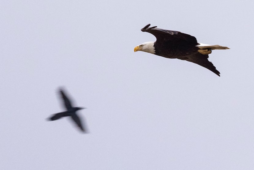 A bald eagle flies around close to where its former nest was at White Rock Lake on...