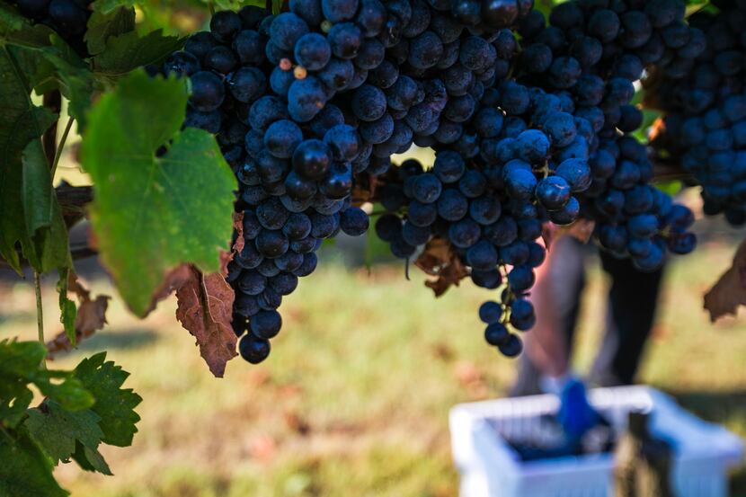 Tempranillo grapes ready for harvest at the Eden Hill Vineyards in Celina, Texas on...
