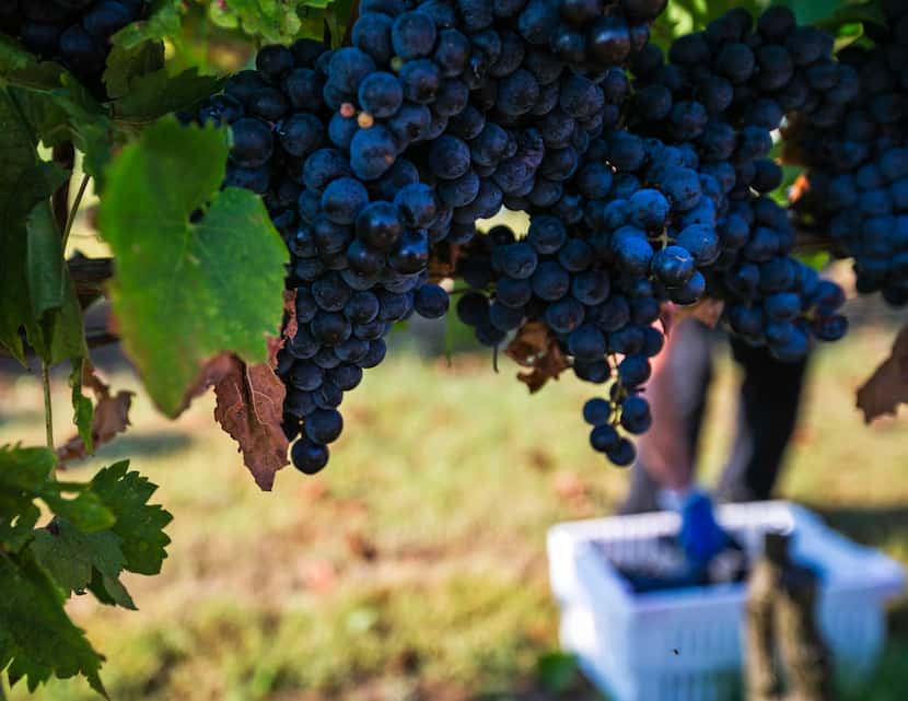 Tempranillo grapes grew at Eden Hill Vineyards in Celina in 2017.