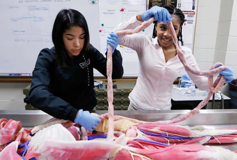 April Martinez (left) and Alexis Sims pull out intestines from a SynDaver in a Mesquite High...