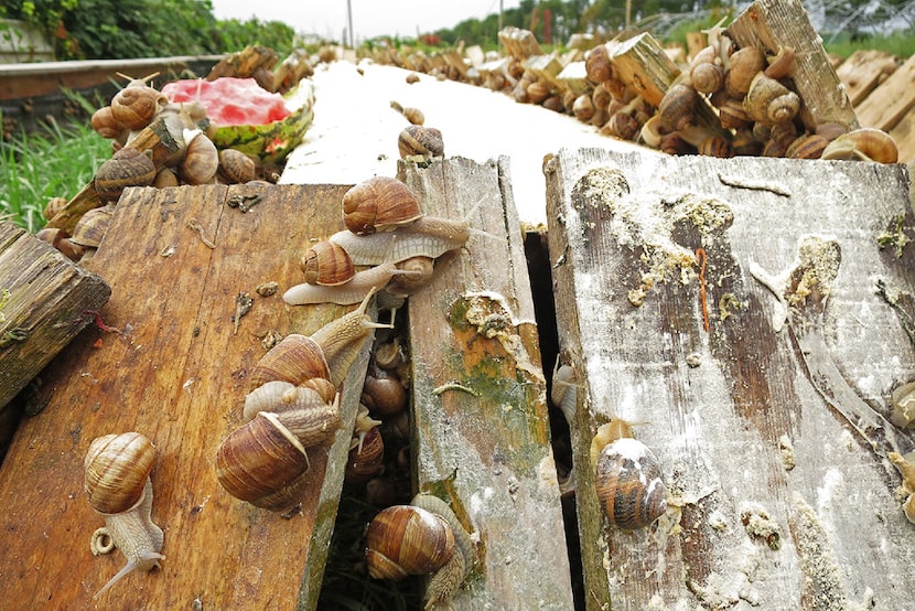 Gugumuck's snail farm in Vienna