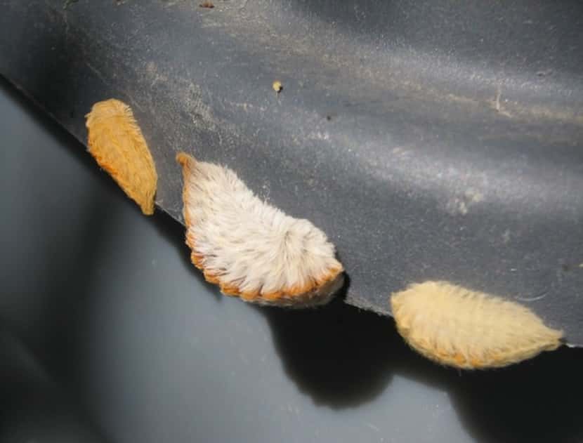 Puss caterpillars (asps) are the the larvae of flannel moths. 