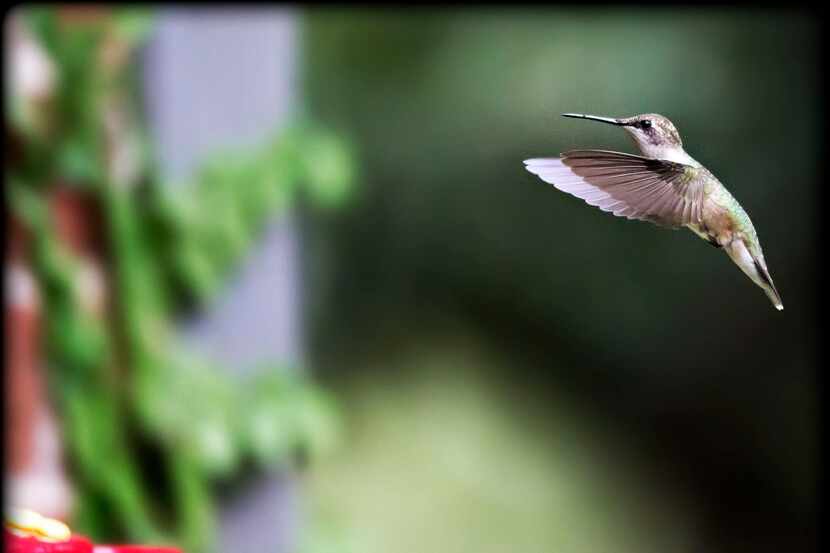 A little hummingbird stops by the backyard feeder for lunch.