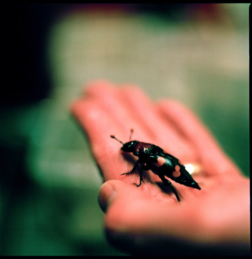 The American burying beetle, once found in 35 states.