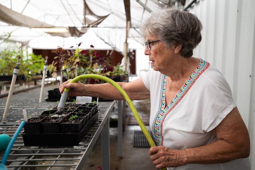 Roseann Ferguson, known to the Texas Discovery Gardens staff as its unofficial greenhouse...