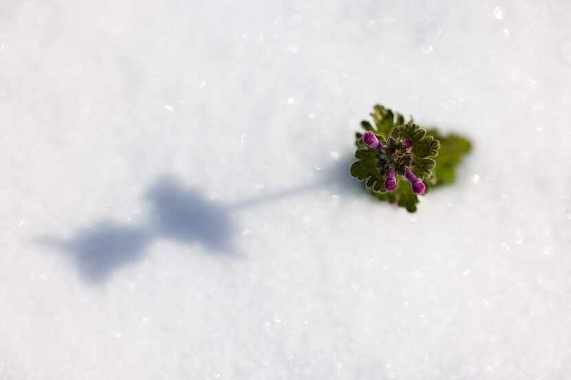 A tiny flower sticks out of the snow as a winter storm brings freezing temperatures to North...