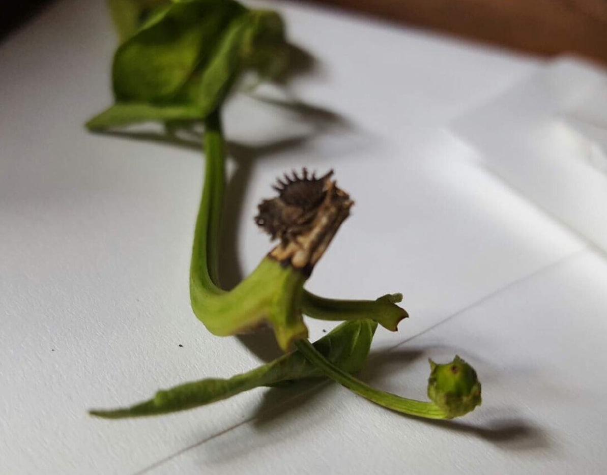 The treehopper nymph is a rare pest.