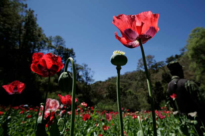 Un soldado custodia un campo de amapolas durante la eliminación supervisada del Ejército...