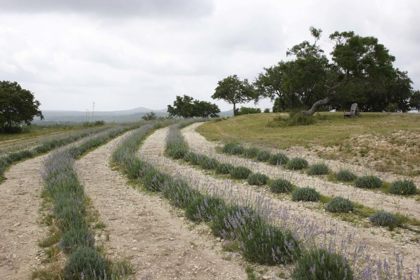 Lavender fields at Texas Lavender Hills, Blanco, Texas