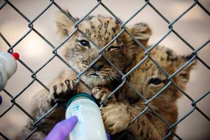 Senior zoologists feed a special lion cub formula to the new six-week-old lion cubs at the...