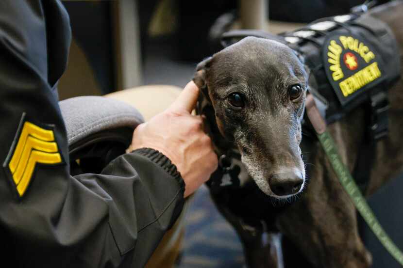 A Dallas police officer pets therapy dog Aussie, a retired racing greyhound from Australia,...