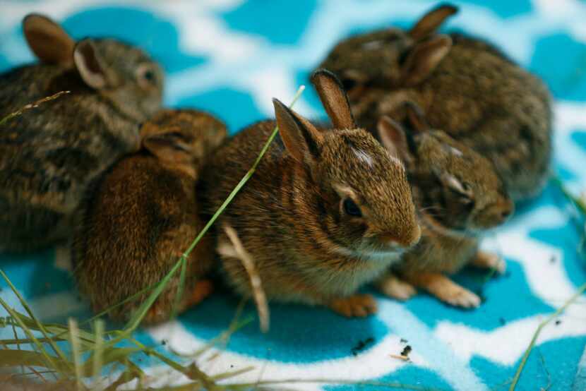 Baby rabbits are kept by Diana Leggett of Wild Rescue, who is known around North Texas as...