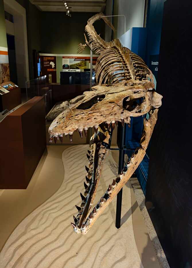 A cast model of a Prognathodon kianda, (or P.kianda) a large mosasaur (cast), which lived 72...