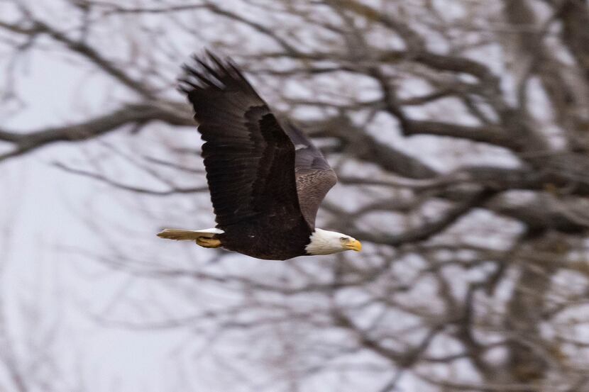 A bald eagle flies around close to its former nest at White Rock Lake on Wednesday, Feb. 16,...