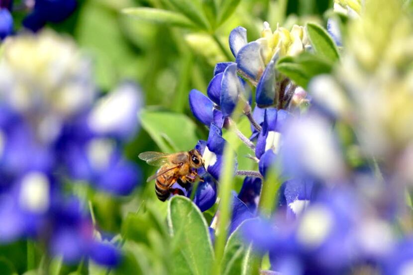 This photo's from Bryan, Texas, but the bluebonnets will be popping up in North Texas soon.