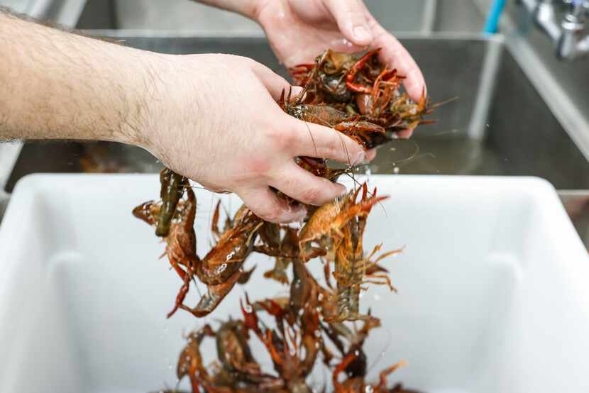 William Durand, owner of Chris's Specialty Foods prepares crawfish ahead of boilin.