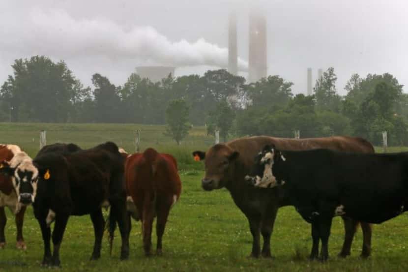
Cows graze near a coal-fired power plant in Maryland. The Supreme Court ruled Monday that...