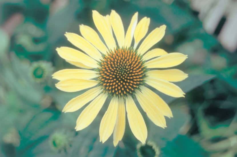 Big Sky 'Sunrise' has citron-yellow petals and green central cones that are slightly fragrant.