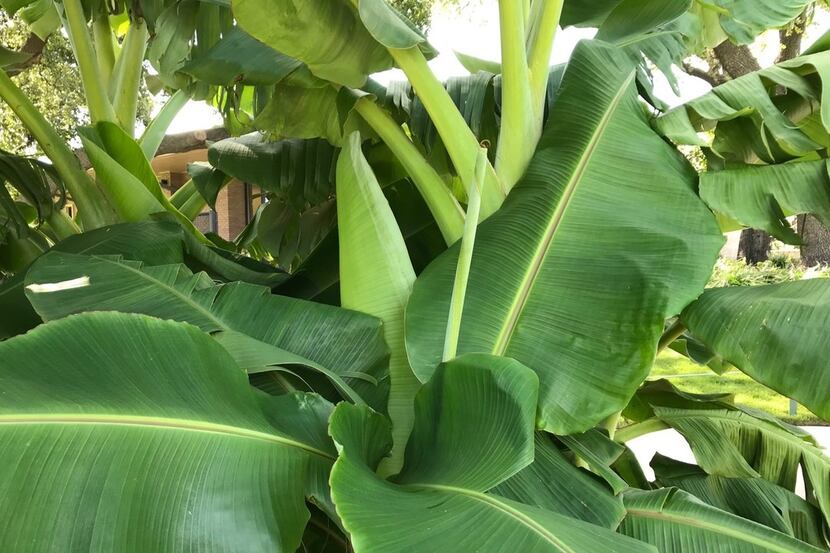 Banana plants grow well in North Texas, but don't expect fruit.