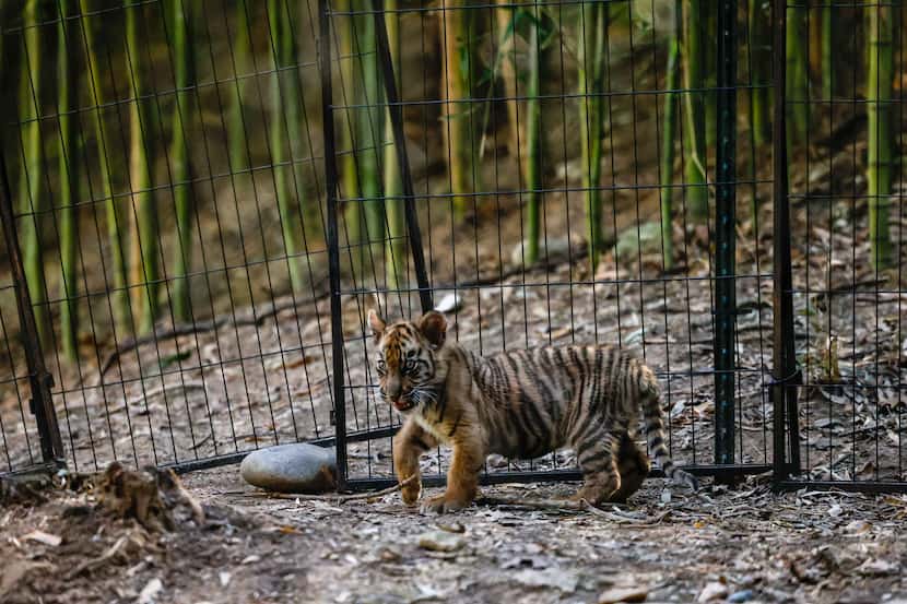 Nine-week-old tiger cub spends time in the open recreation area for the first time at the...