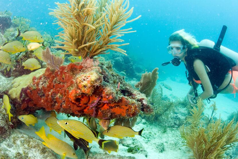 The Florida Keys offer world-class scuba diving and the only contiguous coral barrier reef...