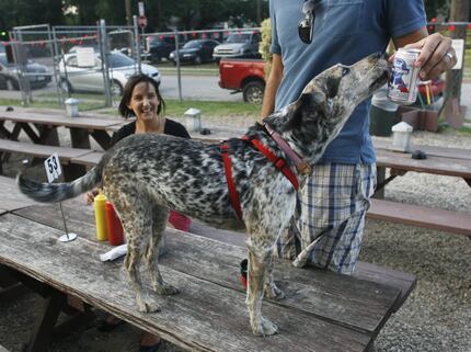 Dogs on tables? Maybe not the best idea. The point is, your furry friend is welcome at Lee...