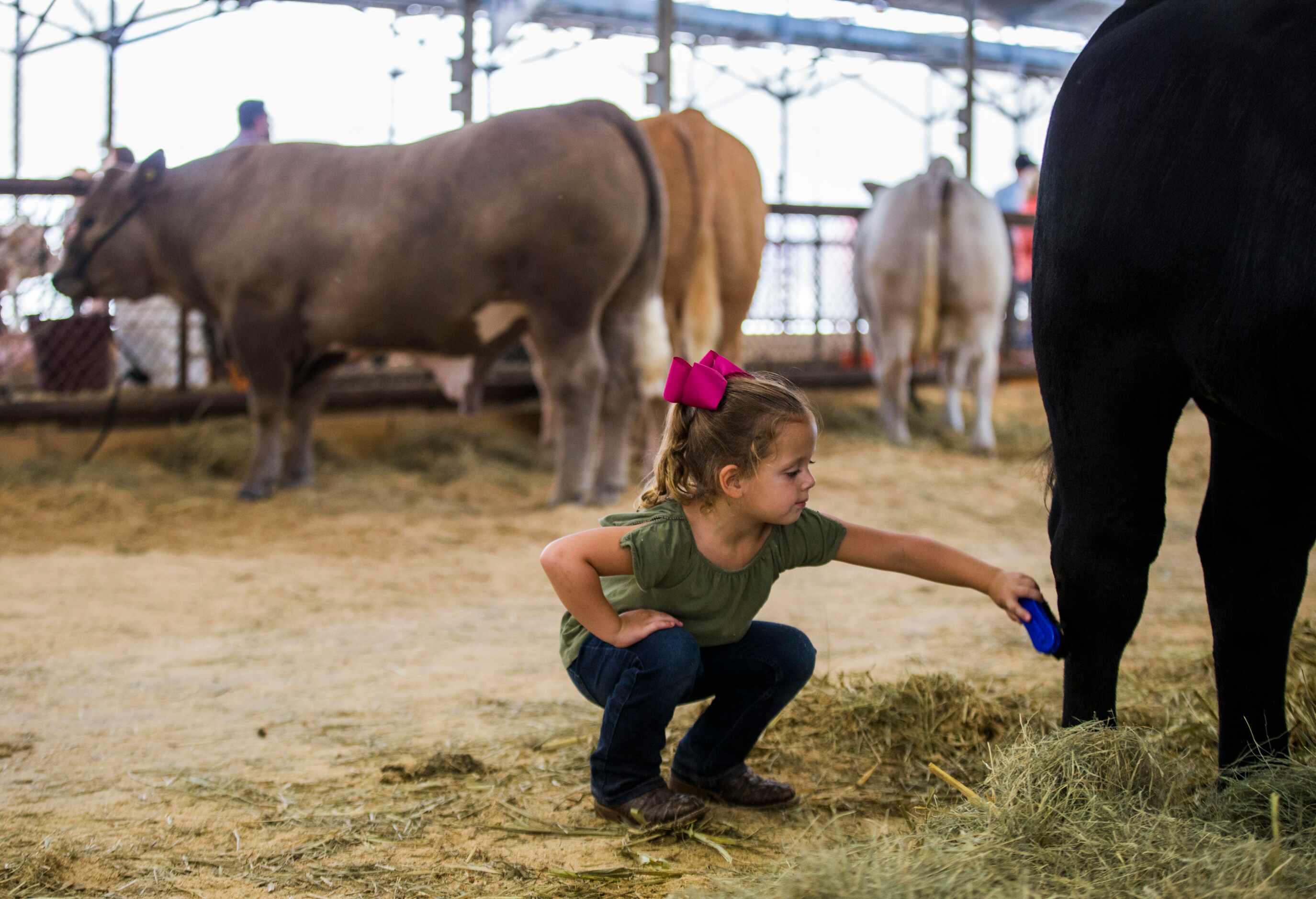 Harper McMurphy, 4, brushes a black cross market steer that was shown by her brother,...