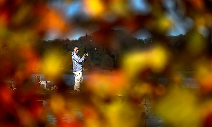  Guoquan Geng is seen through fall leaves as he fishes on a pier at White Rock Lake on...
