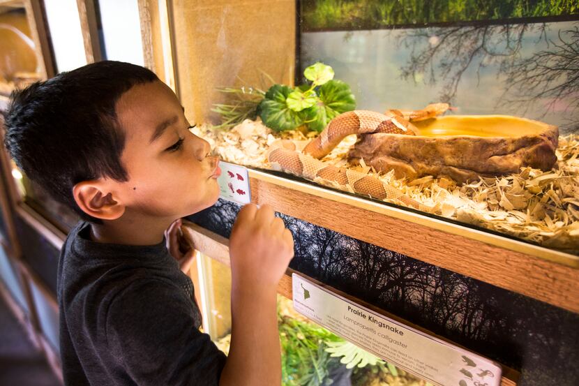 A.J. Pizana, 5, of Corinth looks at a broad-banded copperhead snake during Fangs! at Texas...