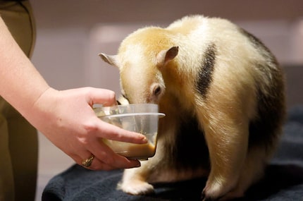 A lesser anteater named Chispa eats a snack during the Zoo to Do fundraiser at Fair Park’s...