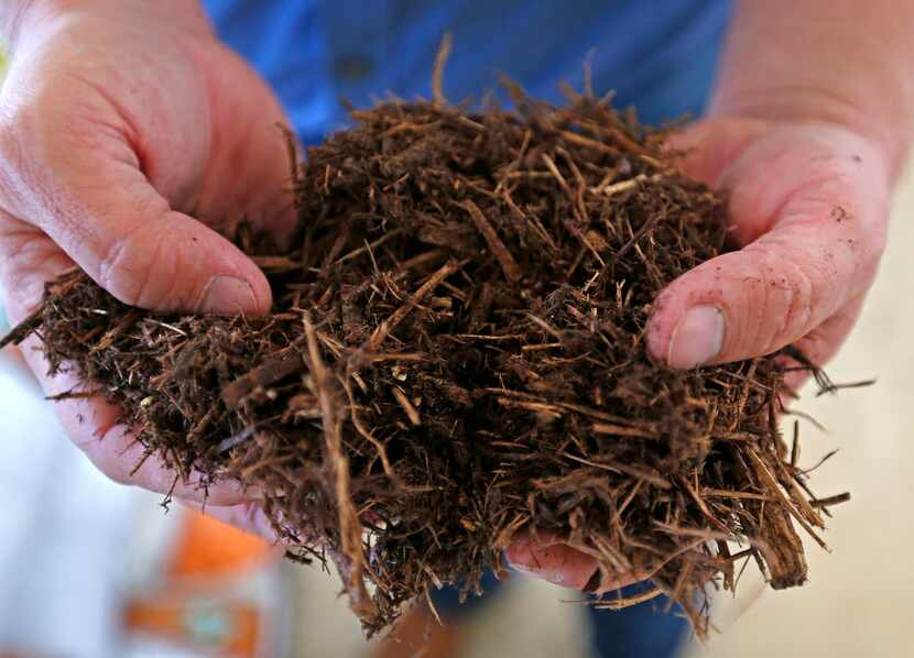 Horticulturist Daniel Cunningham shows mulch as he talks about which plants and tools...