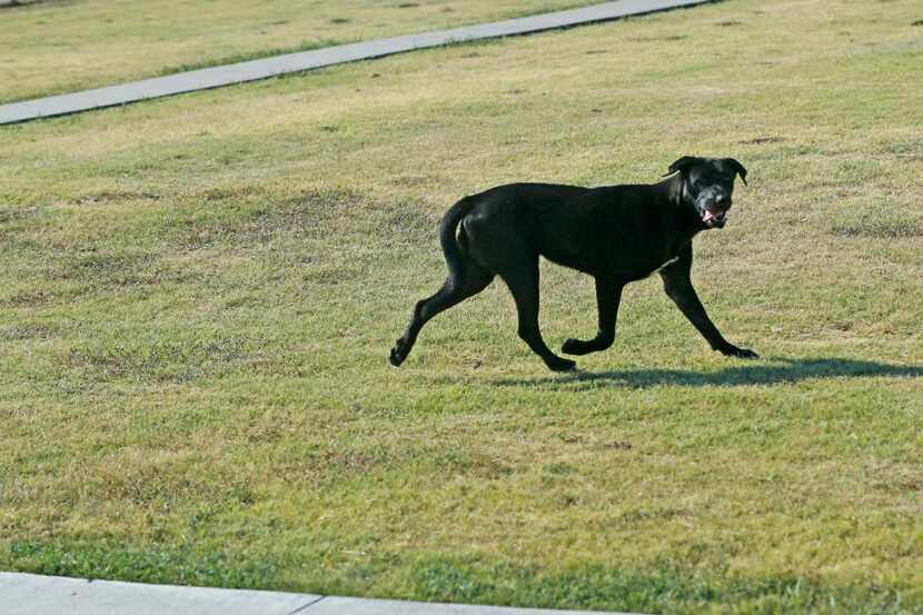 
A stray dog runs past an elementary school in southern Dallas. 
