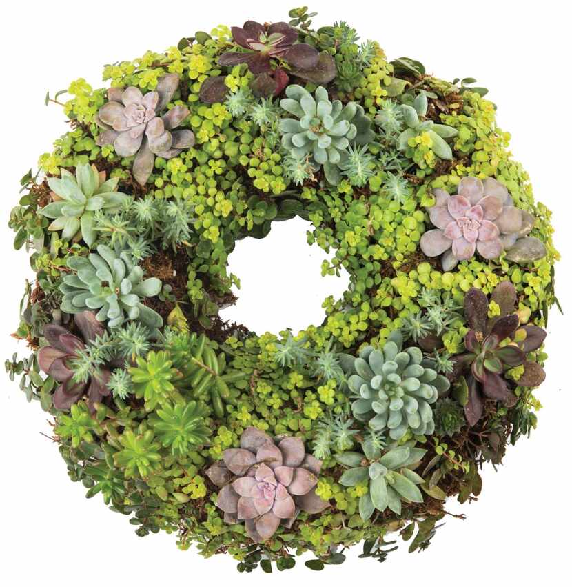 The Texas-grown, 14-inch succulent wreath lives indoors in winter on a waterproof tabletop....
