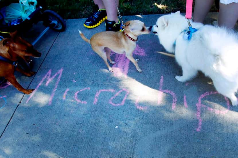 Los perritos podrán recibir sus microchips durante un evento este sábado en Grapevine.